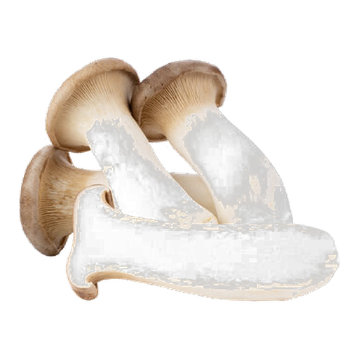 Oyster Mushroom
